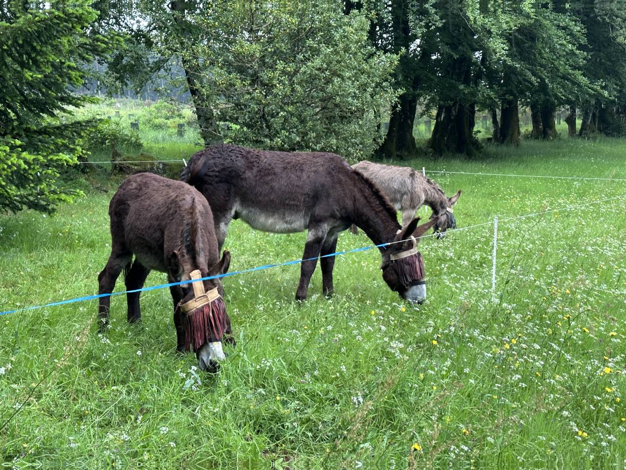 Asno Pyr&eacute;n&eacute;es In vendita 2014 Nero