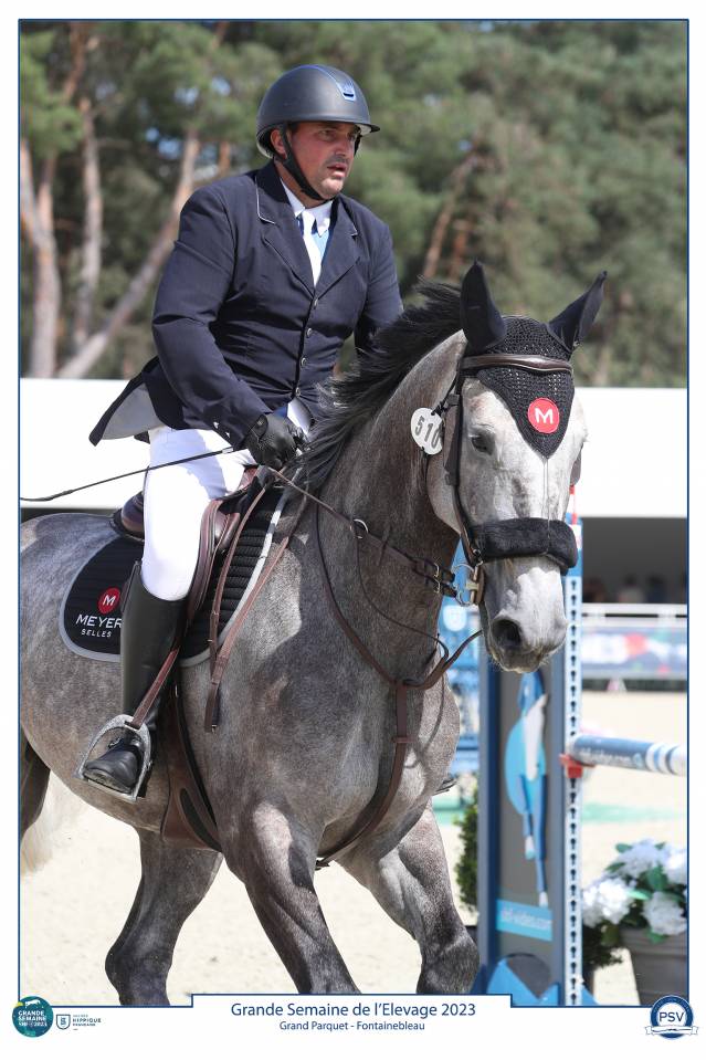 Castrone Sella Francese In vendita 2017 Grigio ,  PADDOCK DU PLESSIS