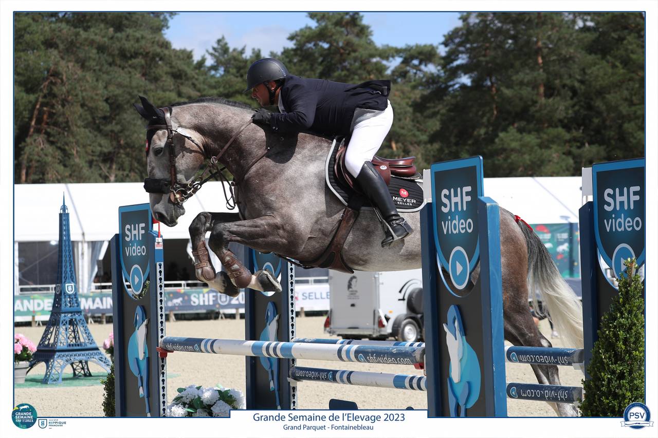 Castrone Sella Francese In vendita 2017 Grigio ,  PADDOCK DU PLESSIS