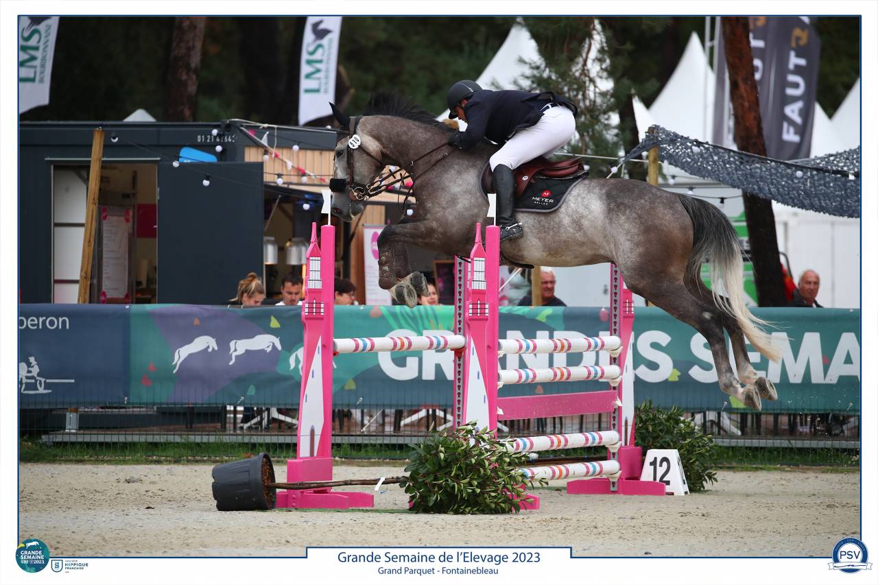 Castrone Sella Francese In vendita 2017 Grigio ,  PADDOCK DU PLESSIS