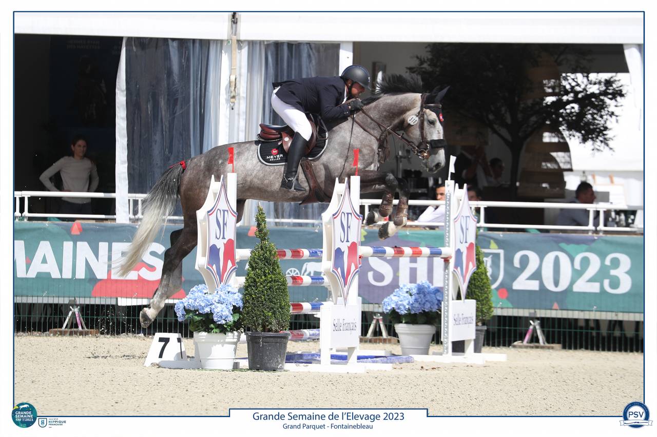 Castrone Sella Francese In vendita 2017 Grigio ,  PADDOCK DU PLESSIS