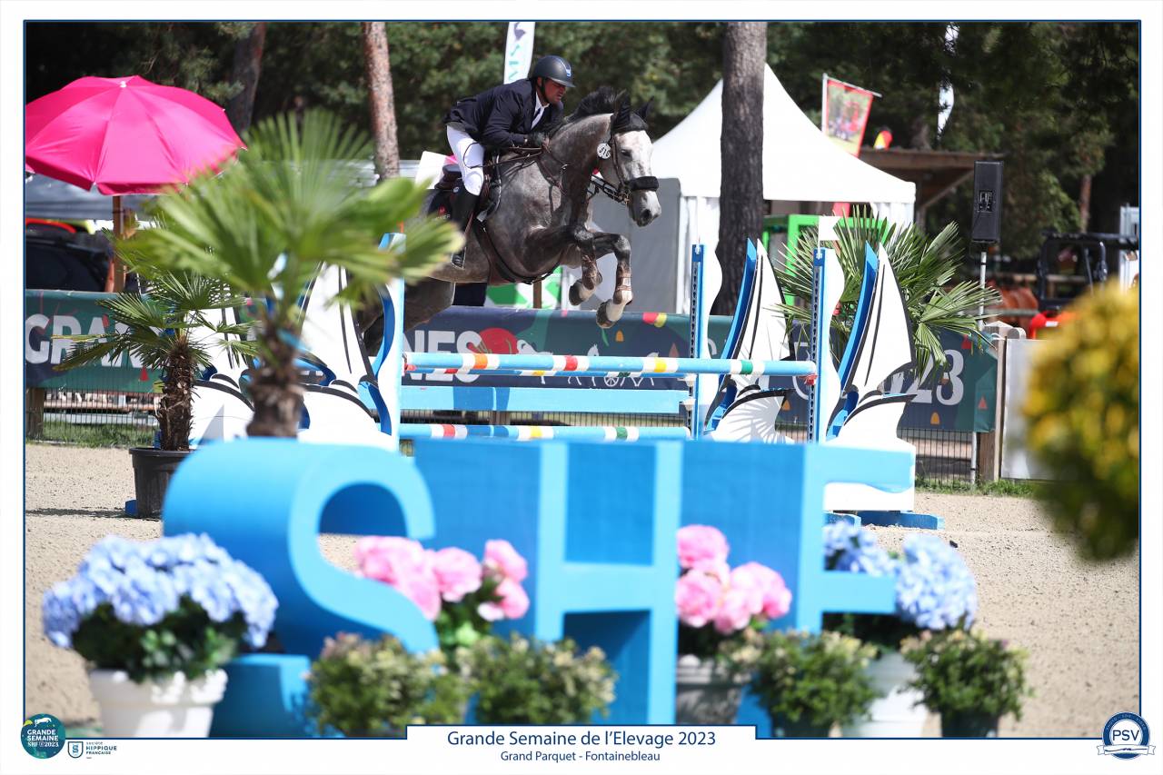 Castrone Sella Francese In vendita 2017 Grigio ,  PADDOCK DU PLESSIS