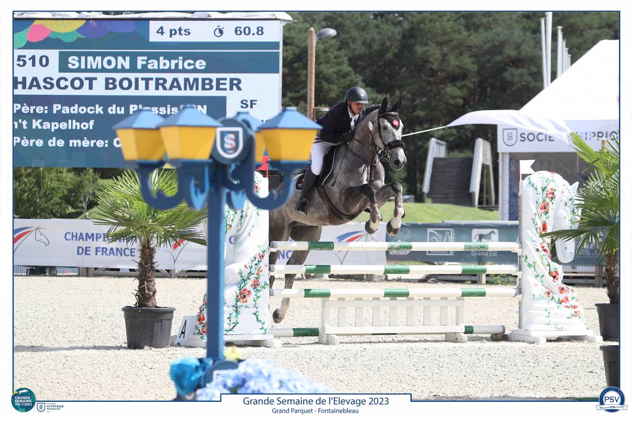 Castrone Sella Francese In vendita 2017 Grigio ,  PADDOCK DU PLESSIS