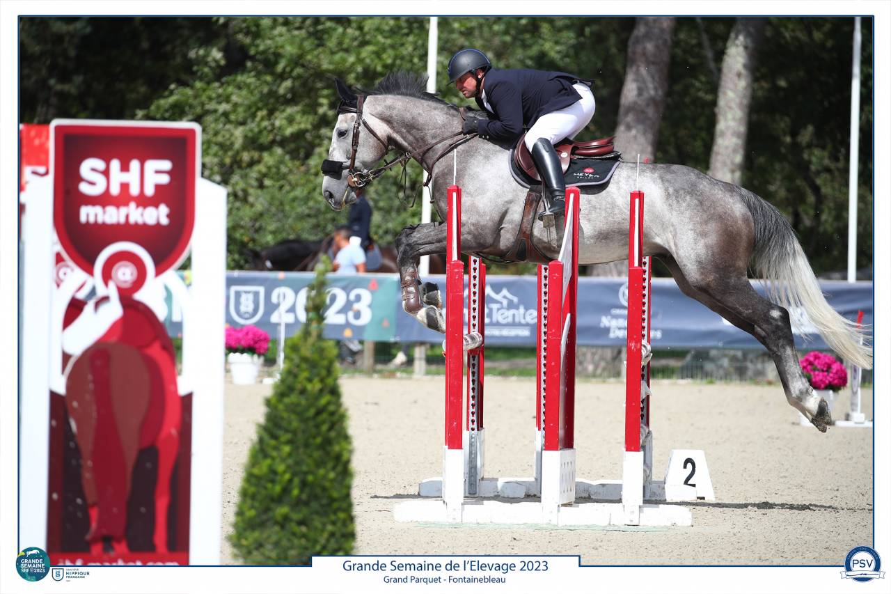 Castrone Sella Francese In vendita 2017 Grigio ,  PADDOCK DU PLESSIS