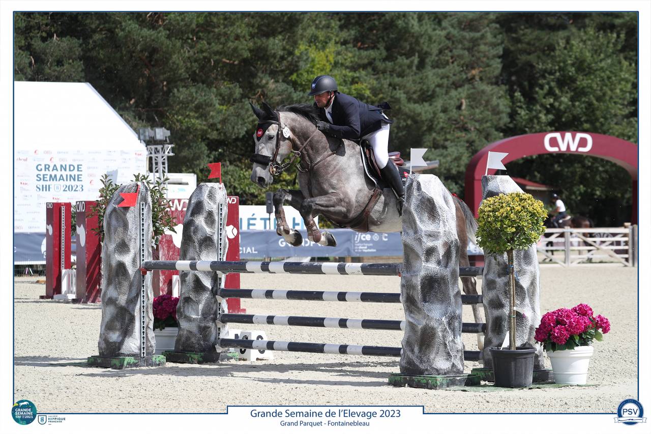 Castrone Sella Francese In vendita 2017 Grigio ,  PADDOCK DU PLESSIS