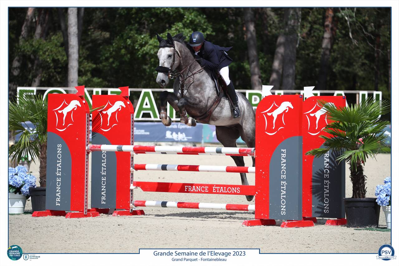 Castrone Sella Francese In vendita 2017 Grigio ,  PADDOCK DU PLESSIS