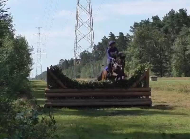 Cavalla Pony da Sella Belgio In vendita 2017 Baio scuro ,  Movie Star