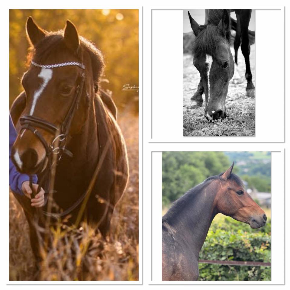 Cavalla Pony da Sella Belgio In vendita 2017 Baio scuro ,  Movie Star