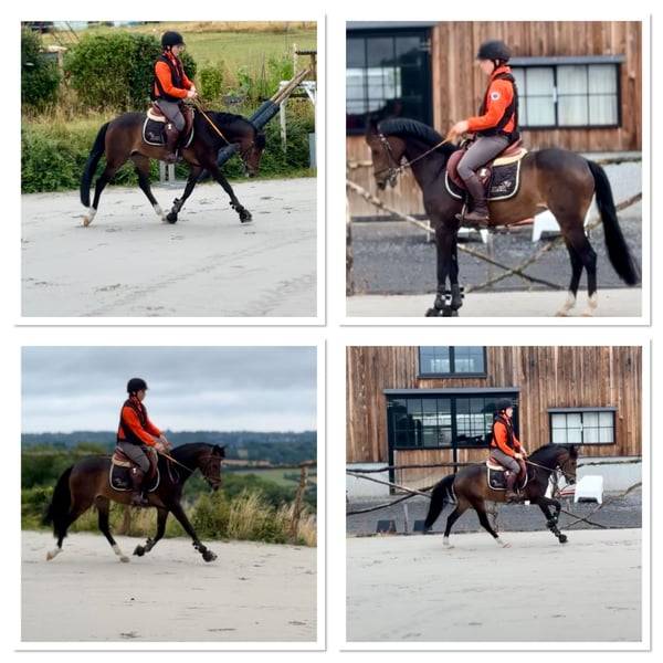 Cavalla Pony da Sella Belgio In vendita 2017 Baio scuro ,  Movie Star