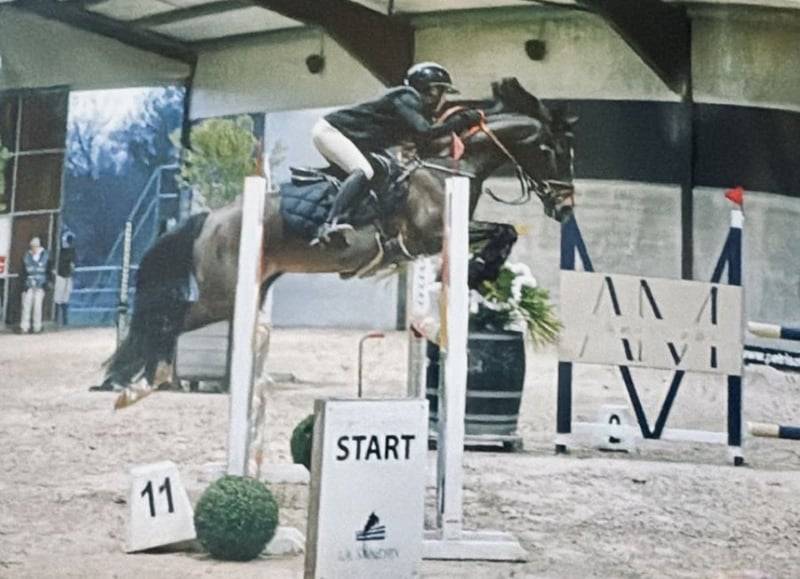 Cavalla Pony da Sella Belgio In vendita 2017 Baio scuro ,  Movie Star