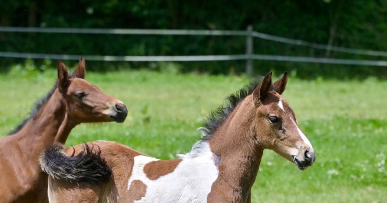 Puledro Zangersheide In vendita 2025 Pezzato