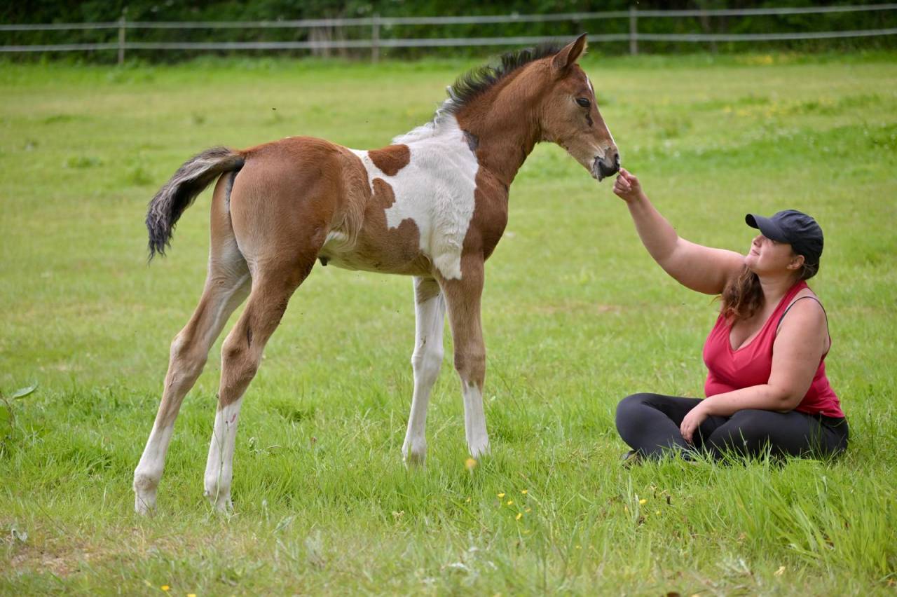 Puledro Zangersheide In vendita 2025 Pezzato