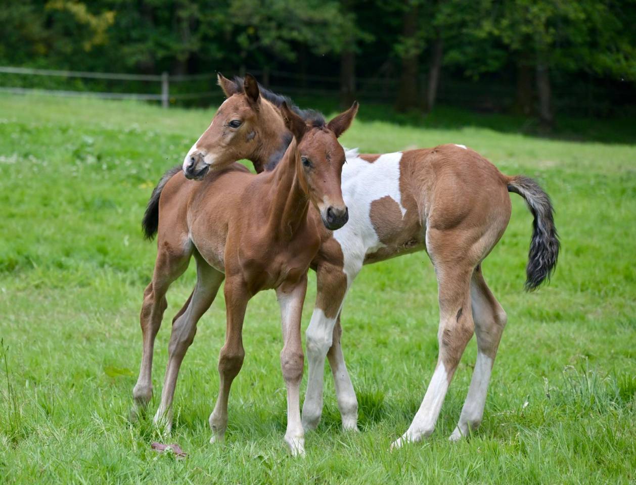 Puledro Zangersheide In vendita 2025 Pezzato