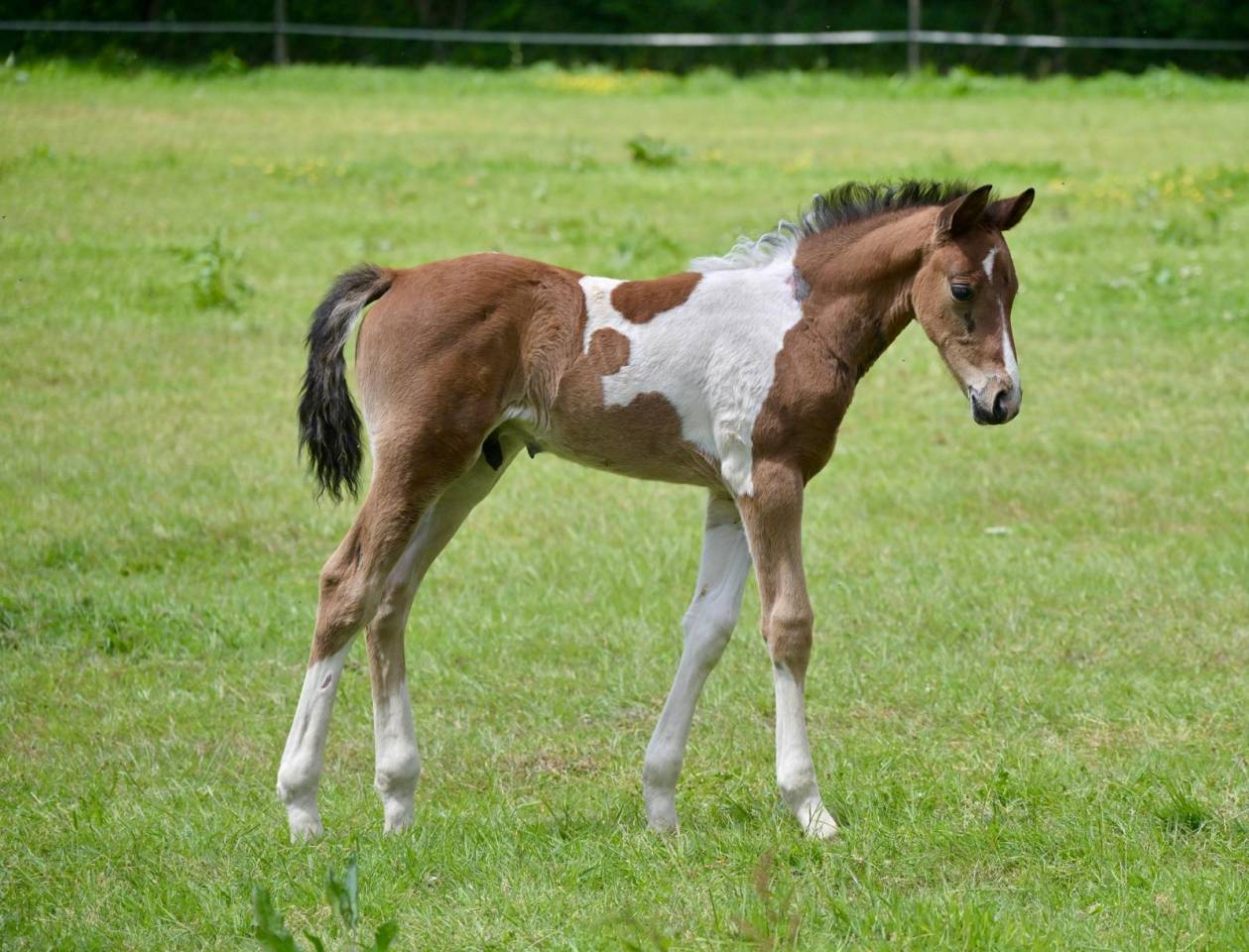 Puledro Zangersheide In vendita 2025 Pezzato