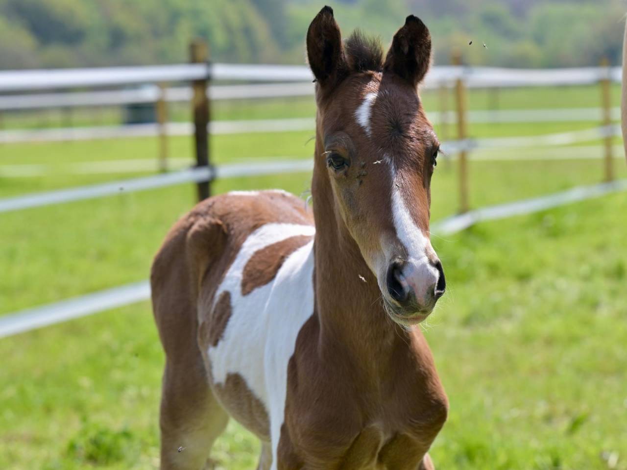 Puledro Zangersheide In vendita 2025 Pezzato