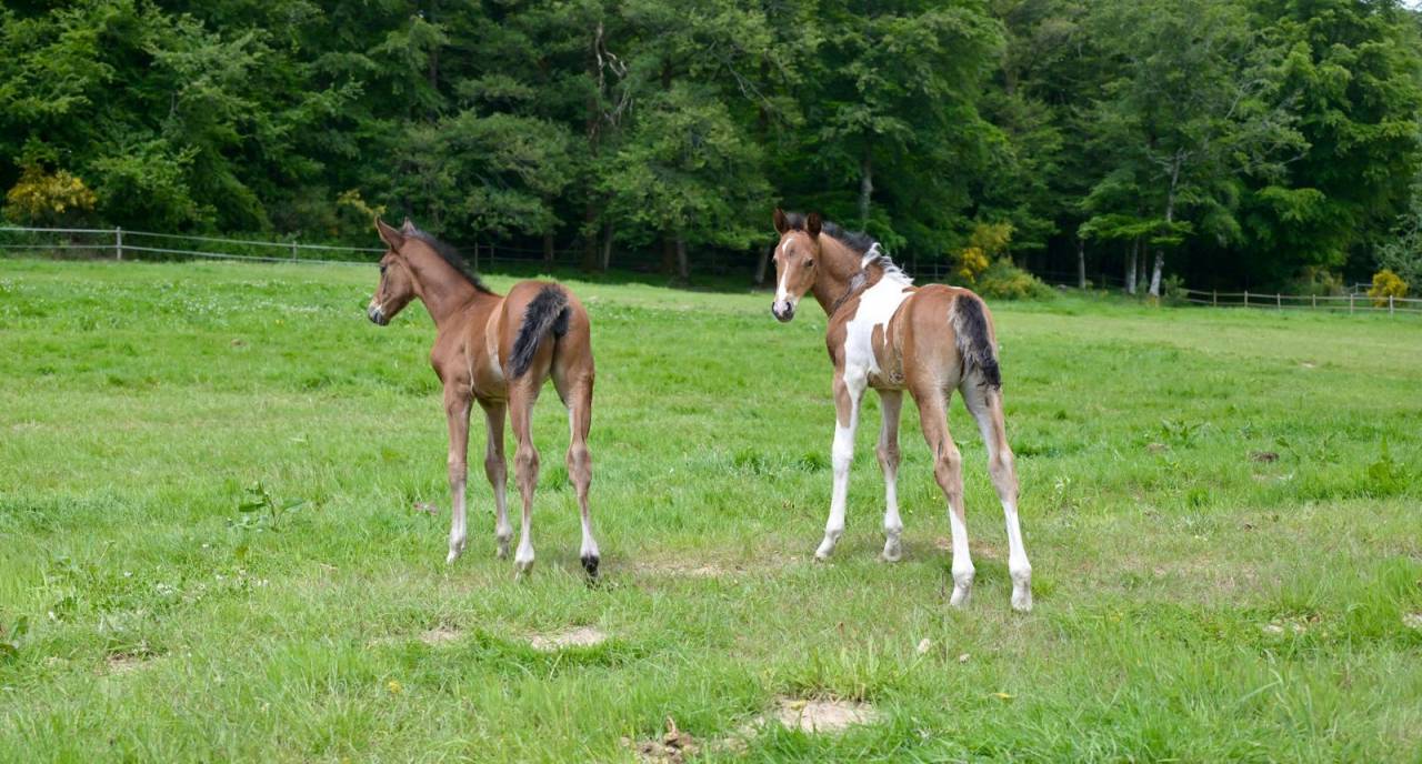 Puledro Zangersheide In vendita 2025 Pezzato