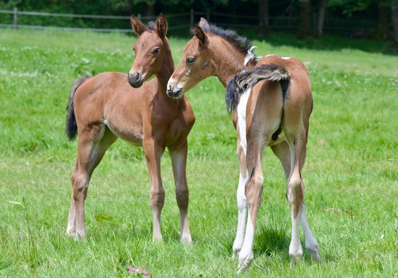 Puledro Zangersheide In vendita 2025 Pezzato