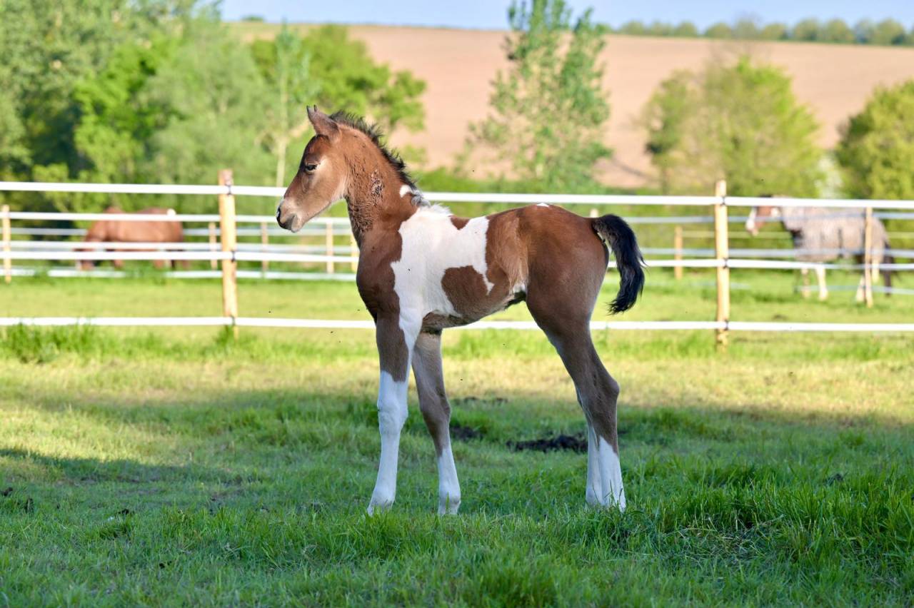 Puledro Zangersheide In vendita 2025 Pezzato