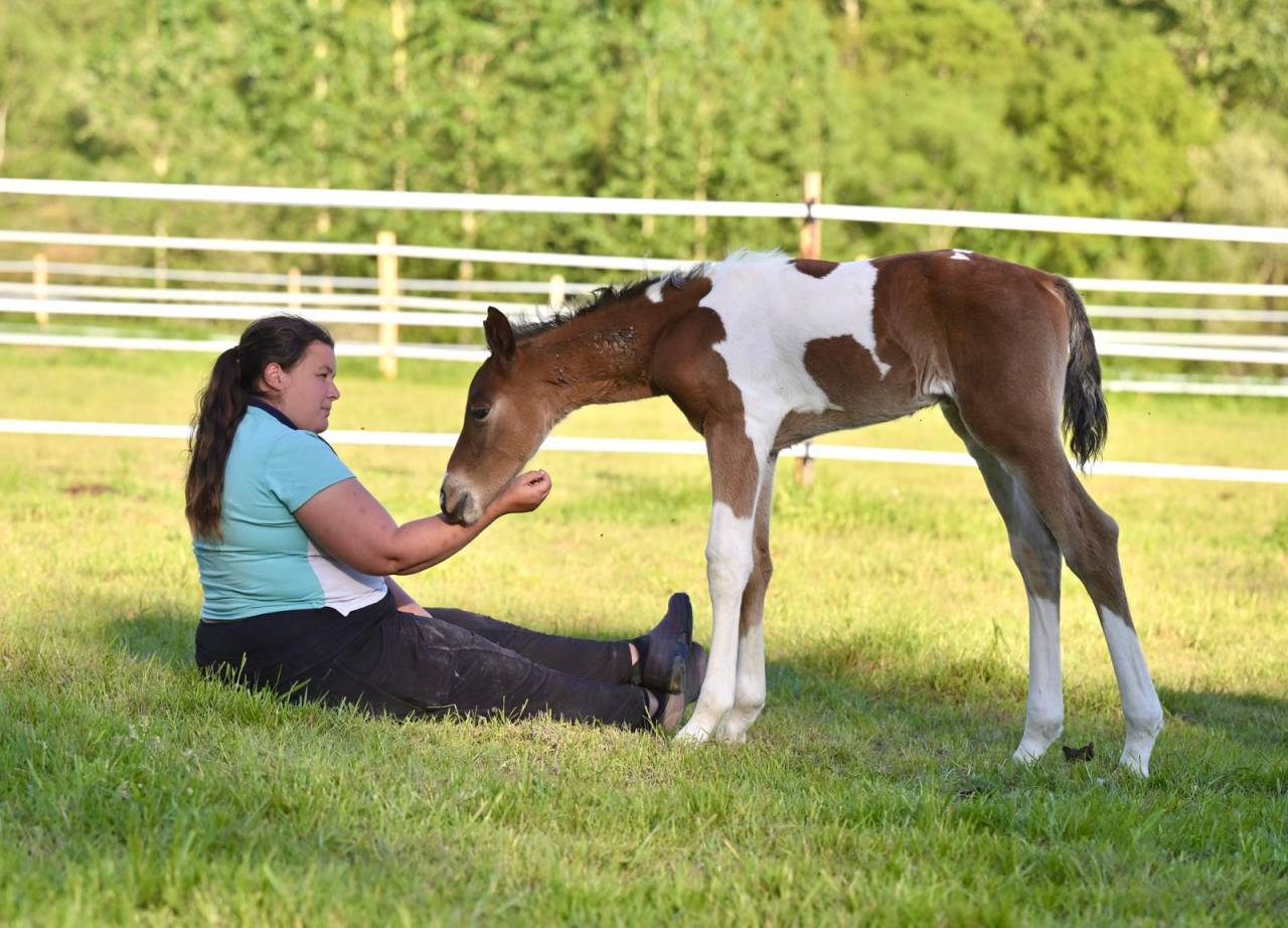 Puledro Zangersheide In vendita 2025 Pezzato