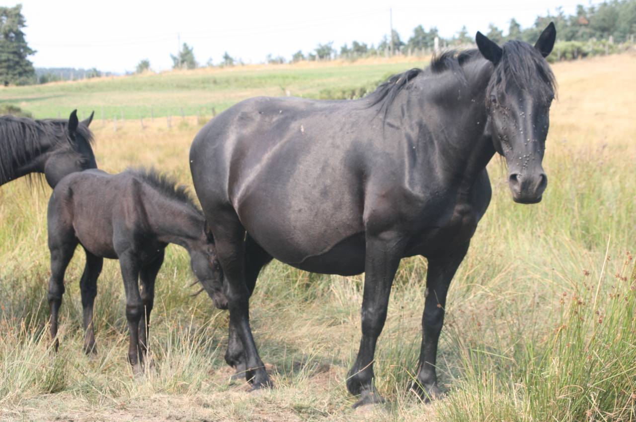 Cavalla Mérens In vendita 2019 Nero