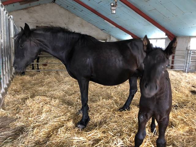 Cavalla M&eacute;rens In vendita 2019 Nero