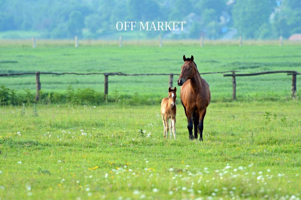 Proprietà equestre In vendita Rhône