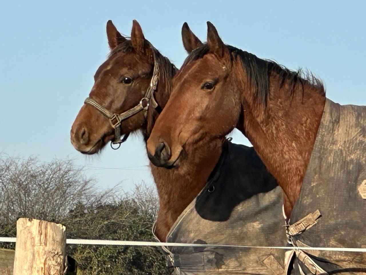 Castrone Sella Francese In vendita 2024 Sauro brulé