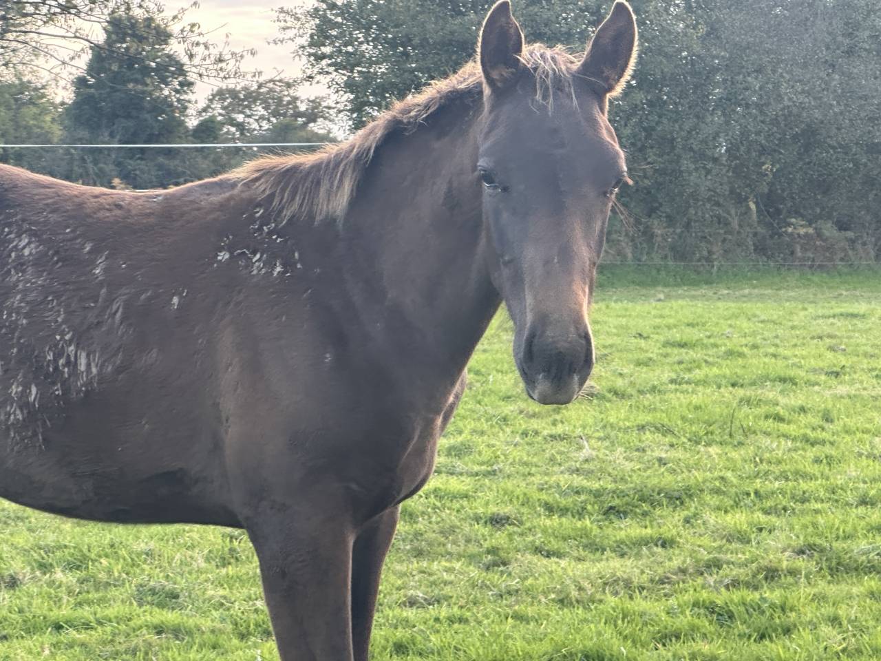 Castrone Sella Francese In vendita 2024 Sauro brulé