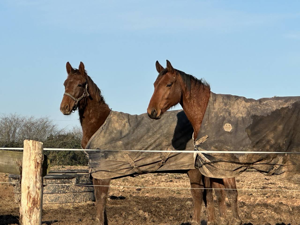 Castrone Sella Francese In vendita 2024 Sauro brulé