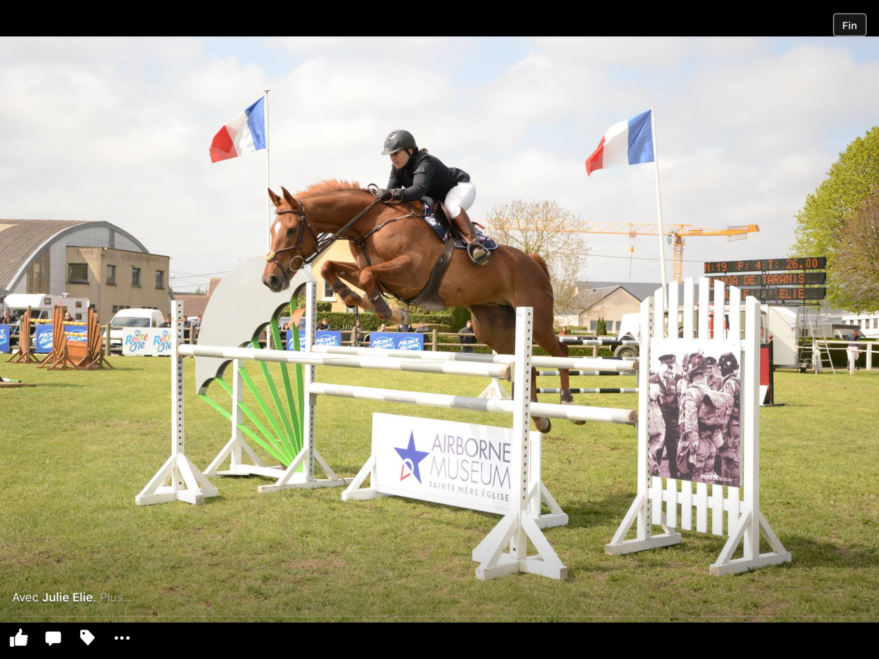 Castrone Sella Francese In vendita 2024 Sauro brulé