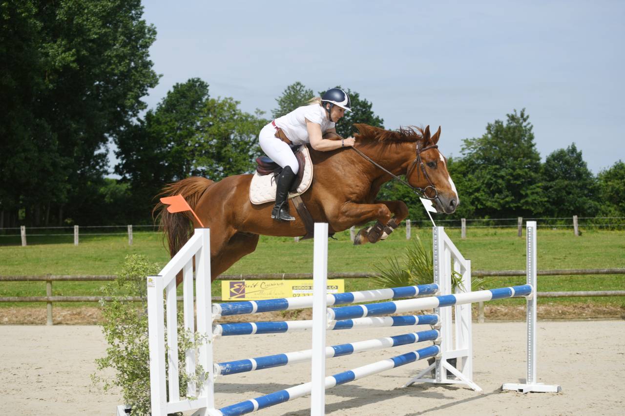 Castrone Sella Francese In vendita 2024 Sauro brulé