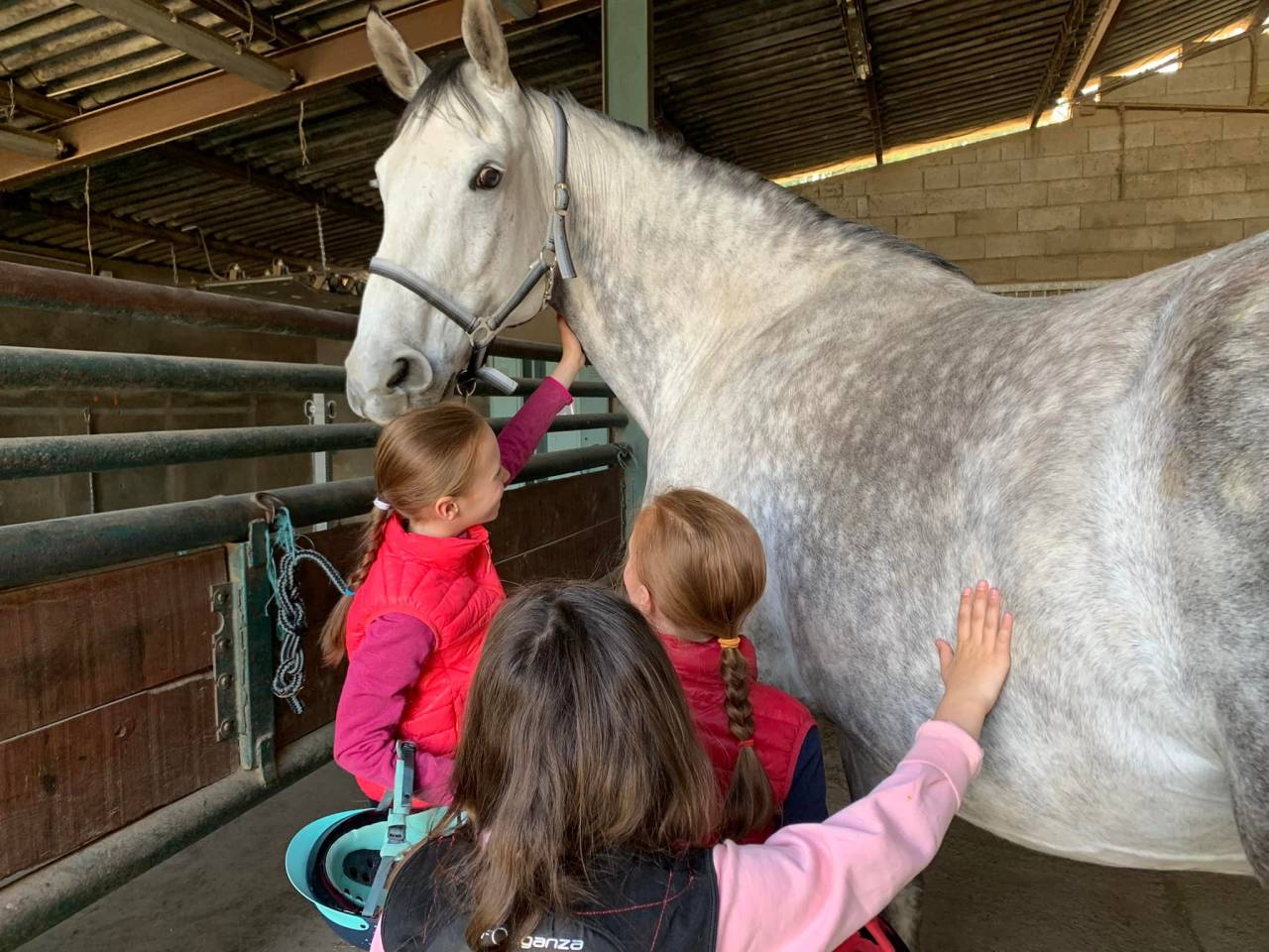 Cavalla KWPN Cavallo da Sport Neerlandese In vendita 2013 Grigio