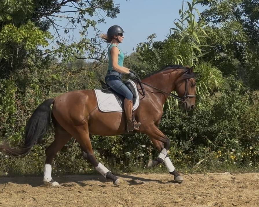 Castrone Lusitano In vendita 2021 Baio ,  Xanjo AR