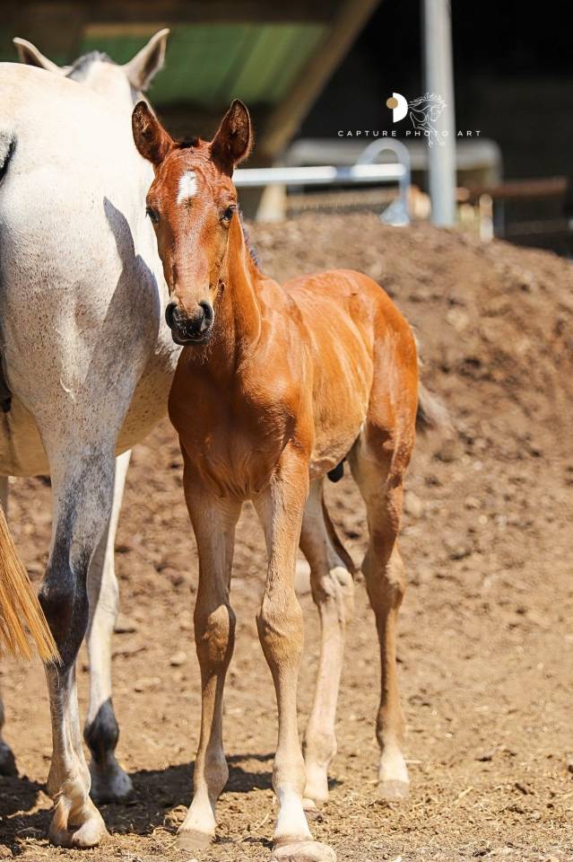 Puledro Lusitano In vendita 2025 Baio ,  Berlioz