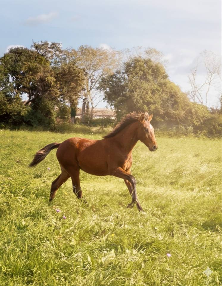 Puledro Lusitano In vendita 2025 Baio ,  Berlioz