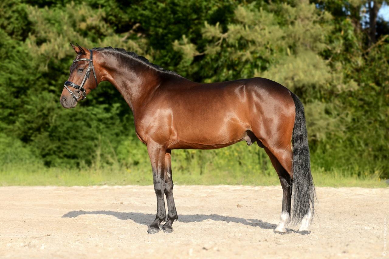 Stallone PFS Pony Francese da Sella In vendita 2020 Baio ,  COCKNEY CRACKER (DRP)