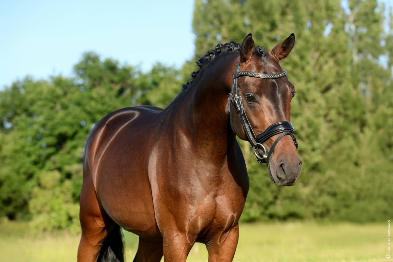 Stallone PFS Pony Francese da Sella In vendita 2020 Baio ,  COCKNEY CRACKER (DRP)