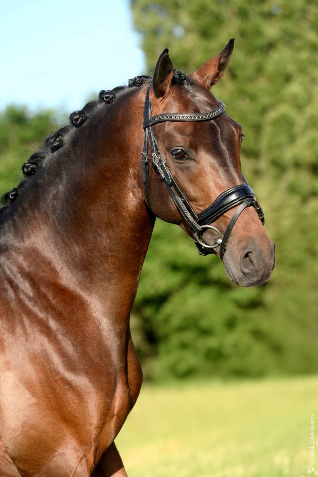 Stallone PFS Pony Francese da Sella In vendita 2020 Baio ,  COCKNEY CRACKER (DRP)