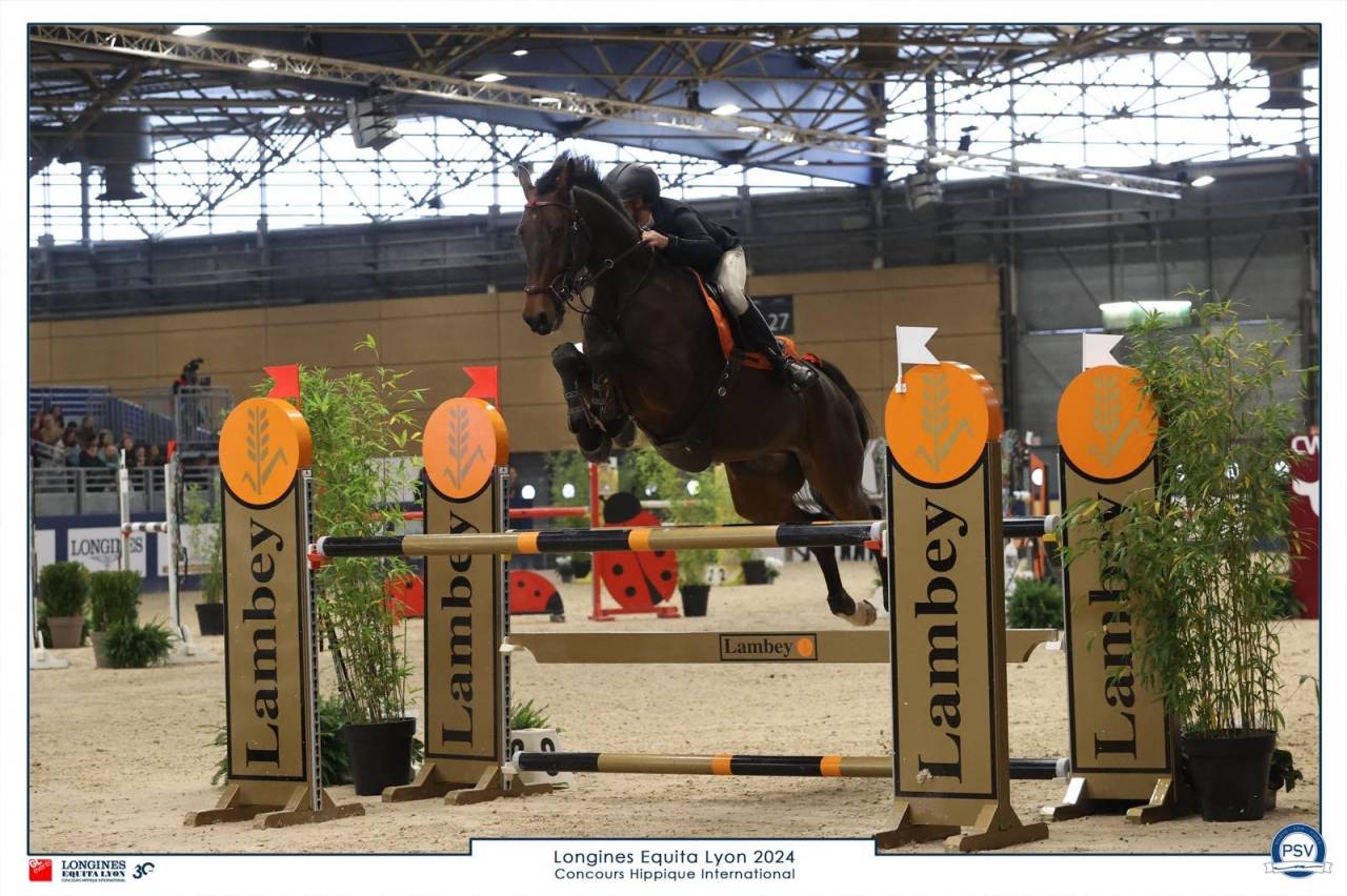 Cavalla Oldenburger In vendita 2017 Baio