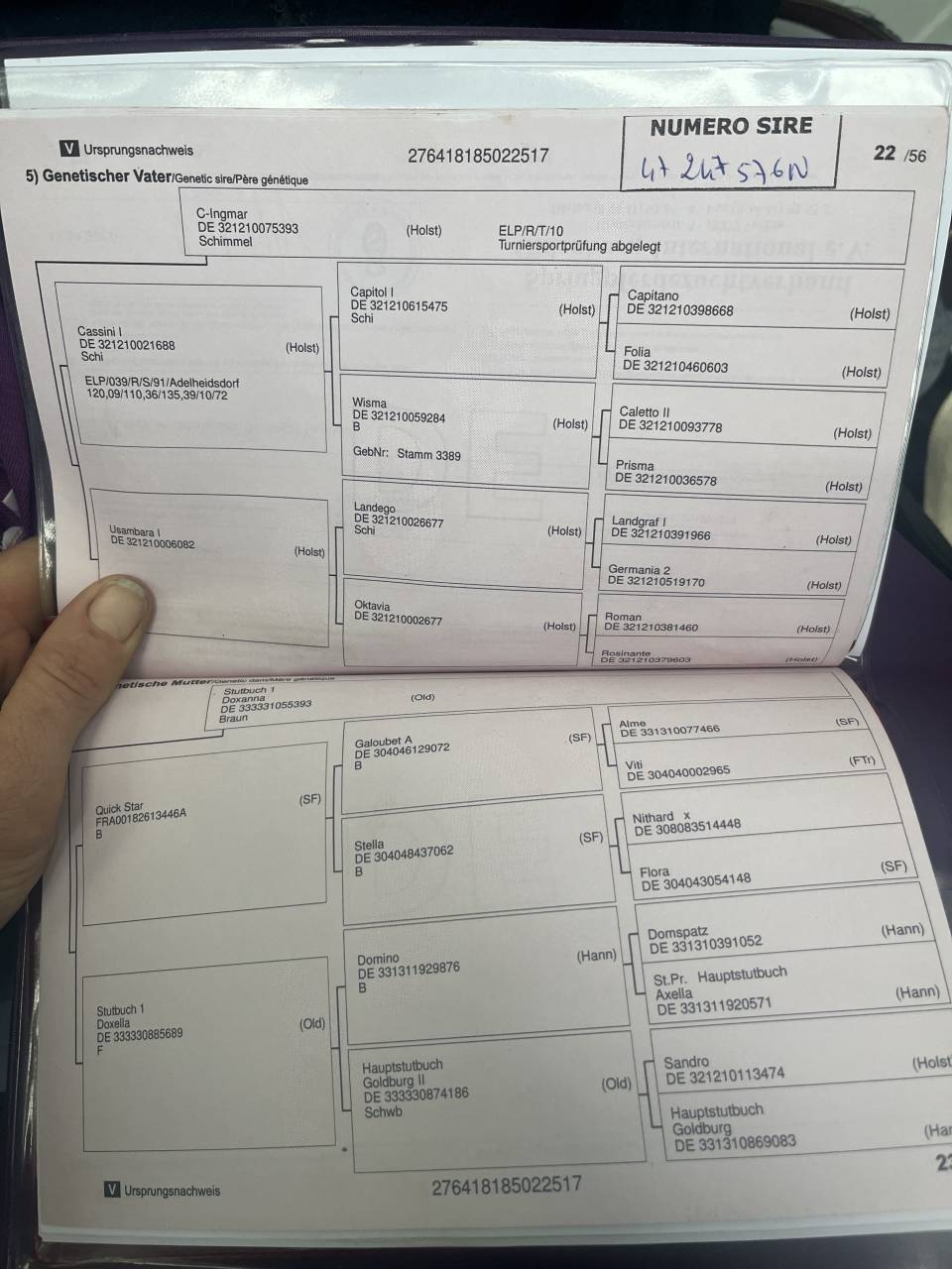 Cavalla Oldenburger In vendita 2017 Baio