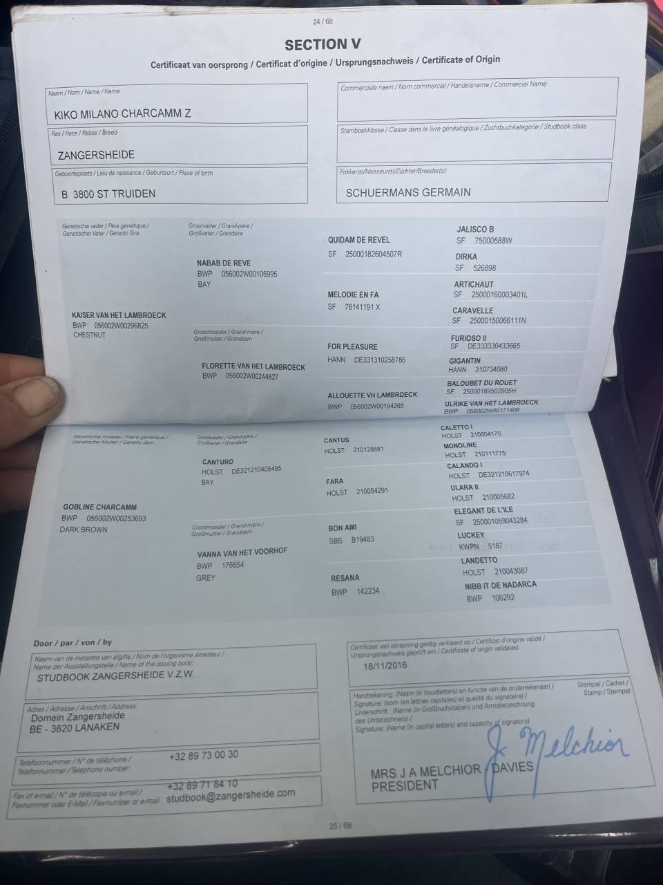 Castrone Zangersheide In vendita 2016 Baio scuro