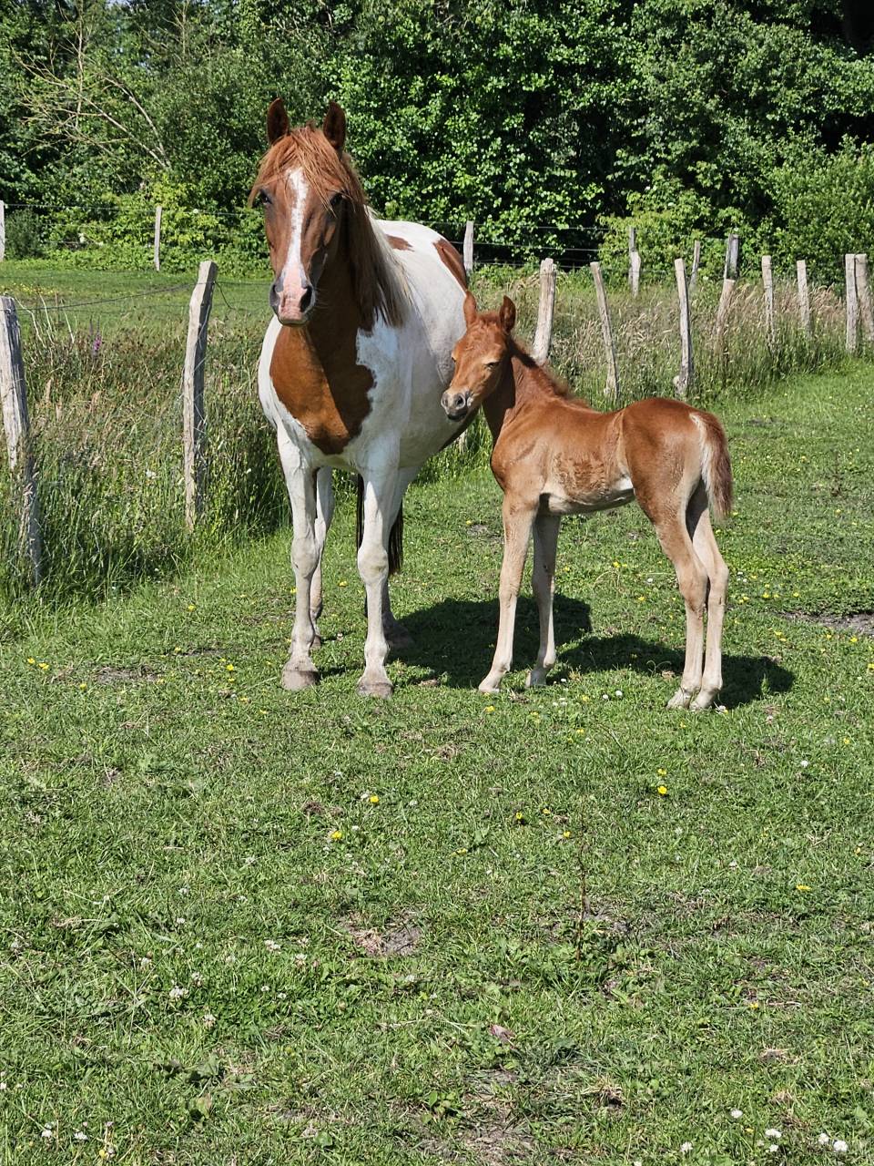 Fattrice Origine non conosciuta  In vendita 2019 Pezzato