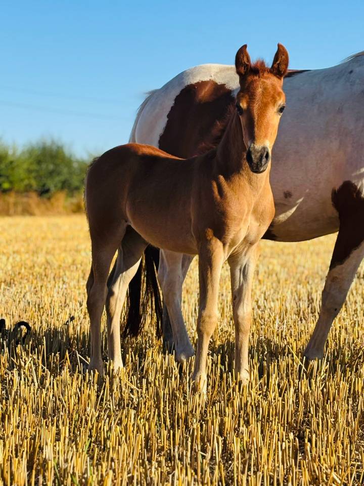 Fattrice Origine non conosciuta  In vendita 2019 Pezzato