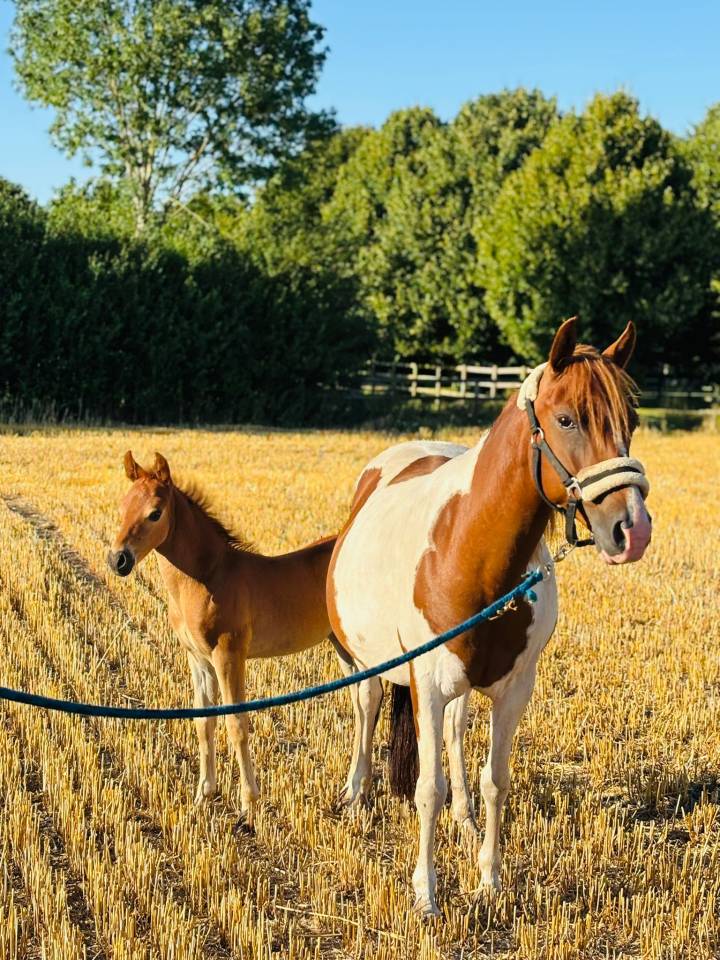 Fattrice Origine non conosciuta  In vendita 2019 Pezzato