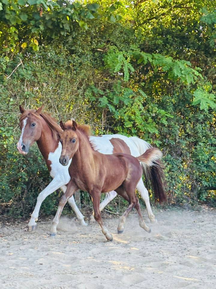 Fattrice Origine non conosciuta  In vendita 2019 Pezzato