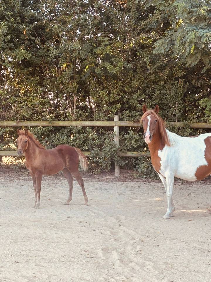 Fattrice Origine non conosciuta  In vendita 2019 Pezzato
