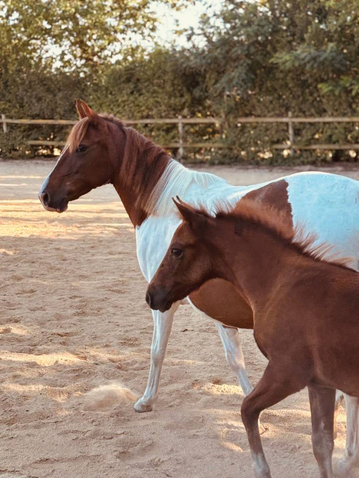 Fattrice Origine non conosciuta  In vendita 2019 Pezzato