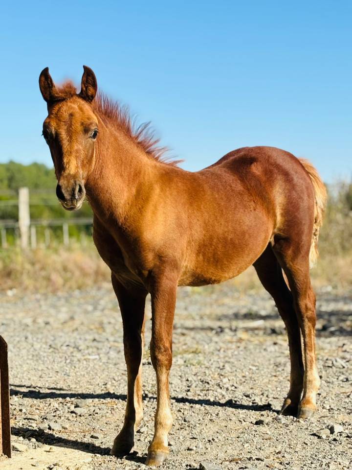 Fattrice Origine non conosciuta  In vendita 2019 Pezzato