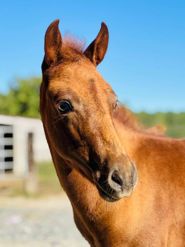 Fattrice Origine non conosciuta  In vendita 2019 Pezzato