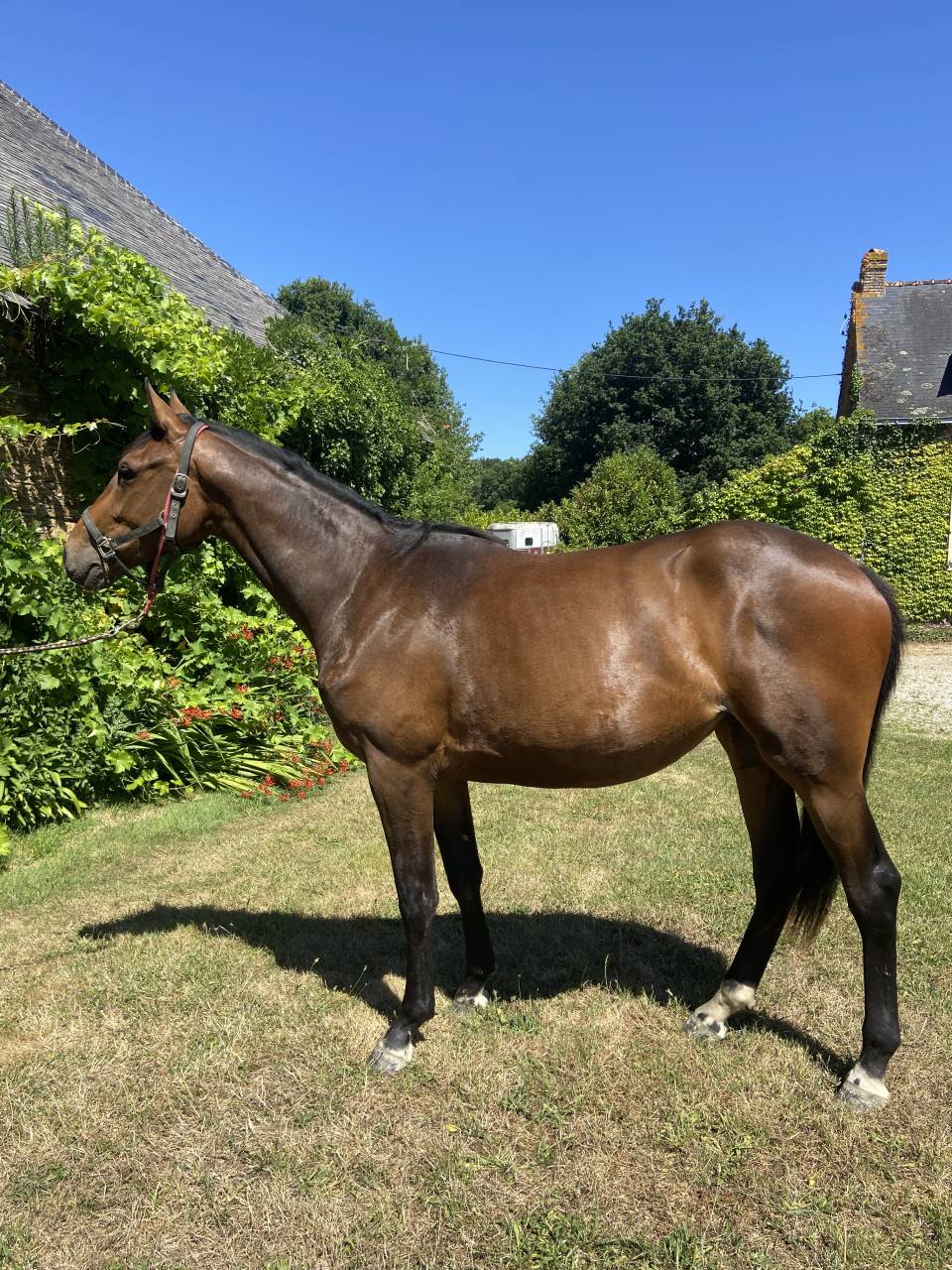 Puledra Sella Francese In vendita 2023 Baio ,  CASALLO Z ZANGERSHEIDE